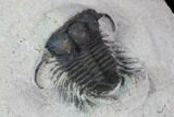 Bargain, Cyphaspides Trilobite - #100373-4